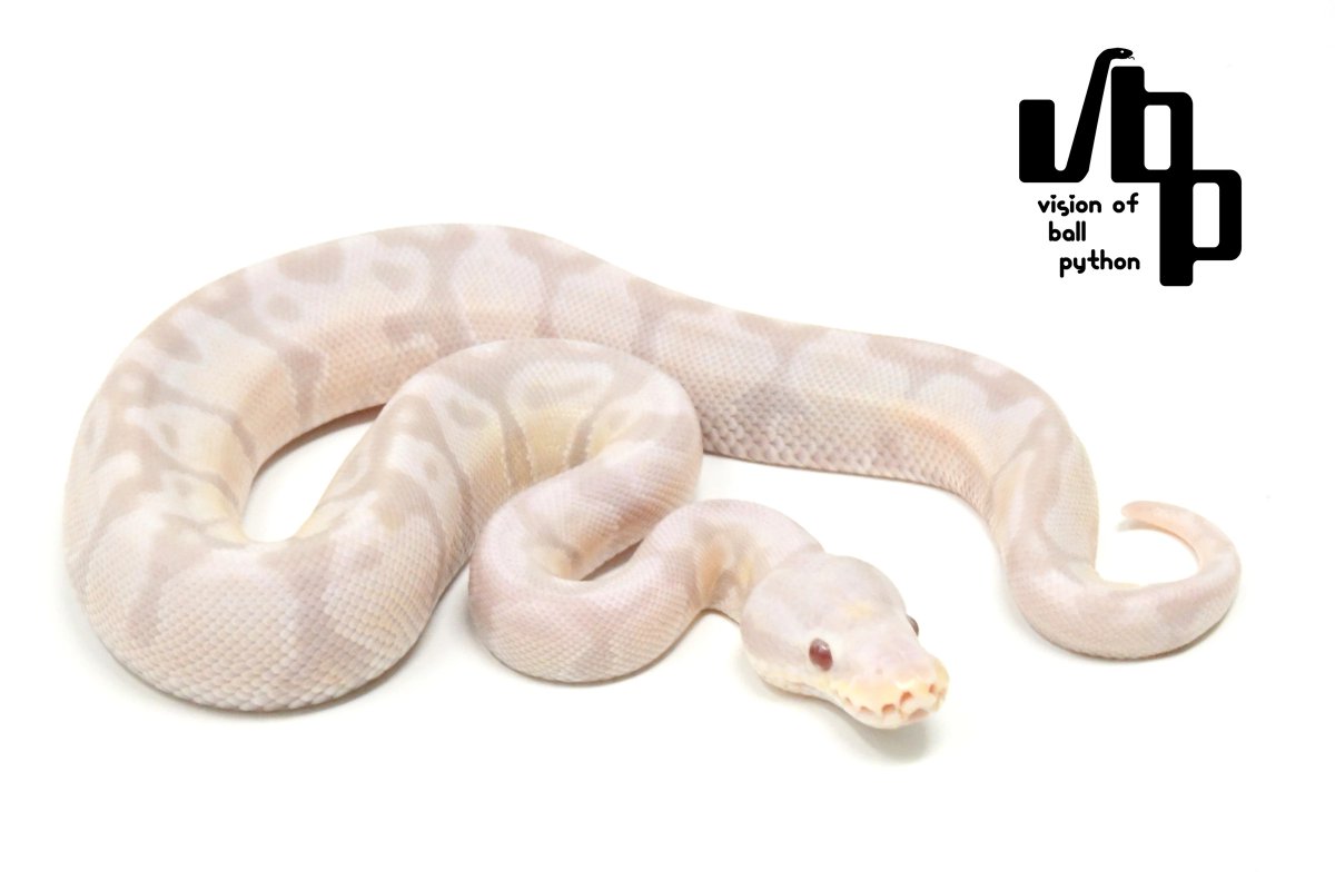 vbp_ballpython's tweet photo. 🐍
2026 JPCB
Pastel Leopard TSK Candy Snow ♂
¥175,000（税込）
https://t.co/x6D4fp4L39

【将来のペア候補】
① Pastel Leopard 100% het TSK Axanthic 66% het Candy ♀（F20261010016）
→Pastel Leopard Candy Snow
→TSK Axanthic（50%）
② Super Blade Clown 100% het TSK Axanthic ♀（F20261010014）
→Pastel Leopard Blade TSK Axanthic 100% DH Candy Clown
→Blade TSK Axanthic（50%）
③ 100% DH TSK Axanthic Candyの♀をお持ちの方に
→Pastel Leopard Candy Snow
→Candy Snow（25%）

#ボールパイソン #ballpython #爬虫類