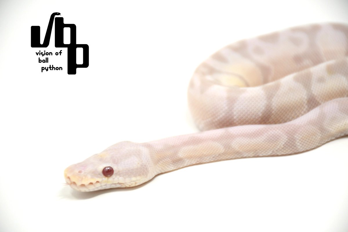vbp_ballpython's tweet photo. 🐍
2026 JPCB
Pastel Leopard TSK Candy Snow ♂
¥175,000（税込）
https://t.co/x6D4fp4L39

【将来のペア候補】
① Pastel Leopard 100% het TSK Axanthic 66% het Candy ♀（F20261010016）
→Pastel Leopard Candy Snow
→TSK Axanthic（50%）
② Super Blade Clown 100% het TSK Axanthic ♀（F20261010014）
→Pastel Leopard Blade TSK Axanthic 100% DH Candy Clown
→Blade TSK Axanthic（50%）
③ 100% DH TSK Axanthic Candyの♀をお持ちの方に
→Pastel Leopard Candy Snow
→Candy Snow（25%）

#ボールパイソン #ballpython #爬虫類