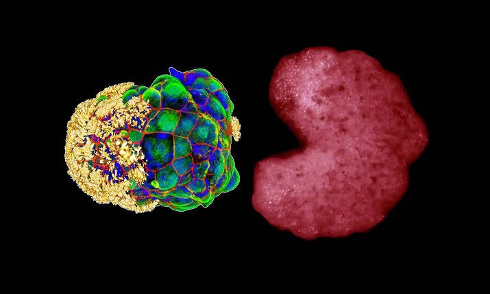 SciNatureNews's tweet photo. 🚨: Scientists discovered a third state of being between life and death. https://t.co/lXSRMDfEUp