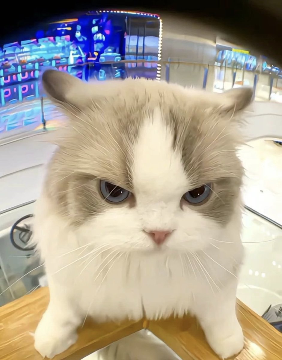 Laroypzsp's tweet photo. 小猫抓拍😁 https://t.co/kyVb2nRcSL