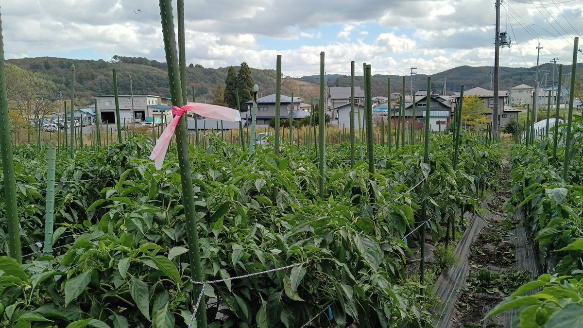 onoderafarm's tweet photo. 霜に耐えたのでまだまだ収穫できる！ｳﾚｼｲﾅｰ https://t.co/PCRIWW0hrH