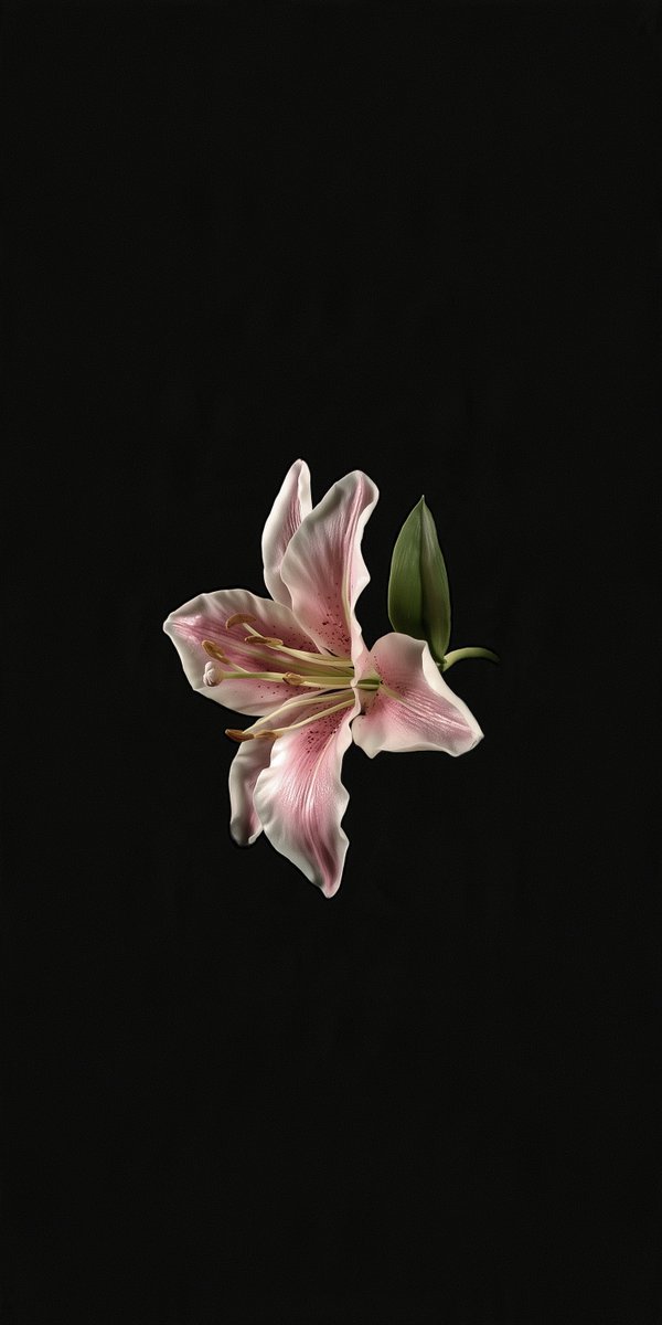 Paperoidd's tweet photo. Dark Botanical
High res link in bio https://t.co/eY13ulRust