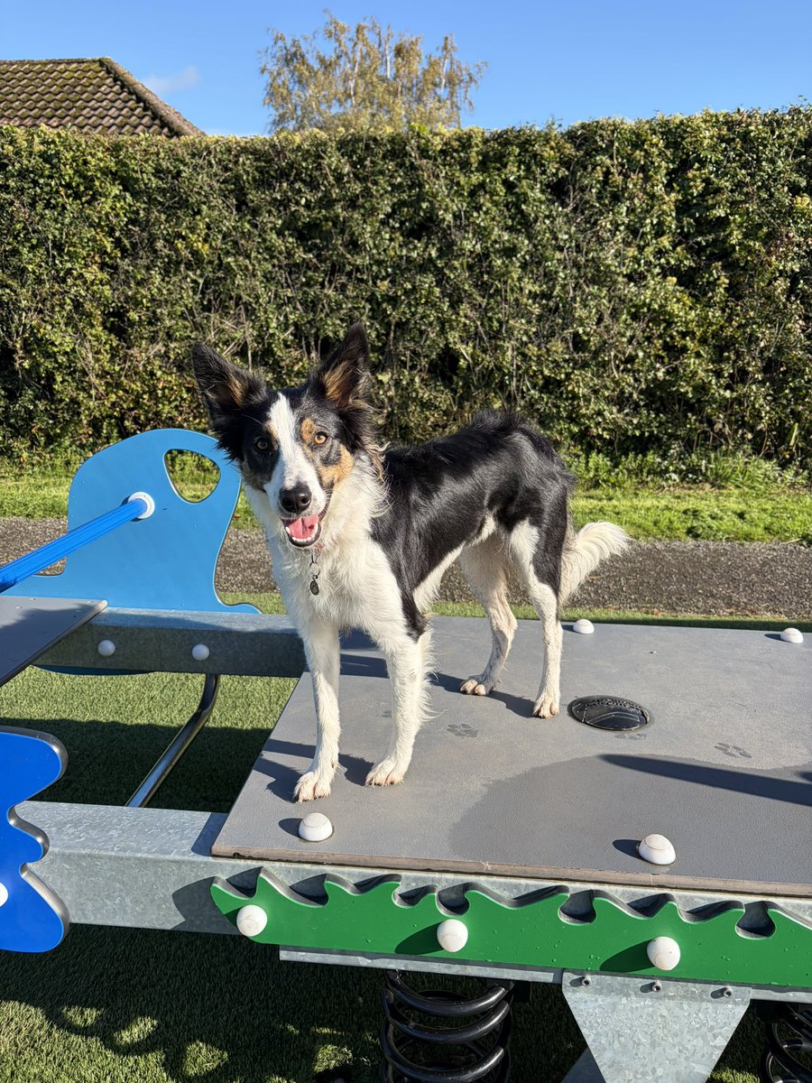 Kesthecollie's tweet photo. Barklife! https://t.co/ZhwTUaA1yP
