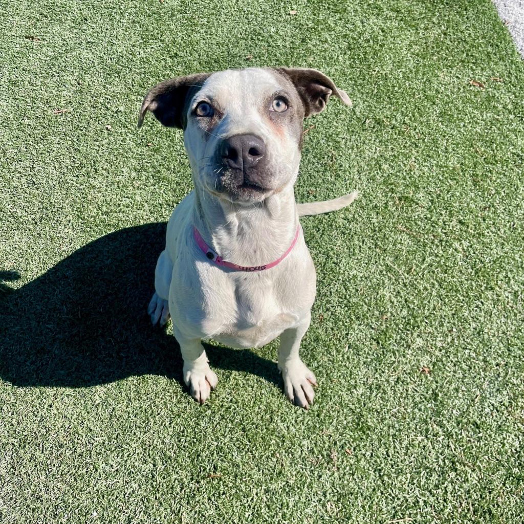 SaveMASDog's tweet photo. Kiwi is STILL HERE. MAS-A-41045, a 2.5-year-old white and blue girl, medium size, heartworm positive. Back on the list for a second day. Please adopt/foster by end of day TODAY (Thursday), rescues by 9 AM Friday. MAS@memphistn.gov (901) 636-1416 #MemphisDogs #AdoptMAS https://t.co/SEbi0qKDKn