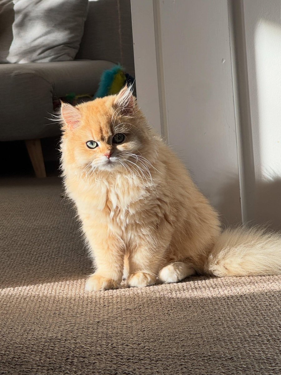 Rudecatsy's tweet photo. She sits in the sunlight like she owns it. Not loud, not needy, just there - calm, royal, unbothered. In a world that keeps running, she reminds you that real power doesn't chase. It just sits, and the world comes to it. https://t.co/WtAFjxJTgl