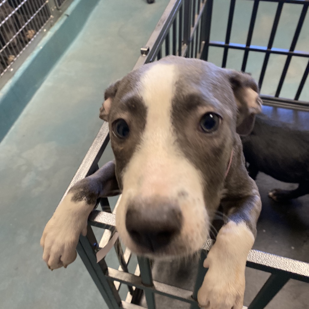 SaveMASDog's tweet photo. Still hoping for puppy Gazania (MAS-A-60314), grey girl, about 5 months, at MAS since Oct 6. Please adopt/foster by end of day TODAY (Thursday), rescues by 9 AM Friday. MAS@memphistn.gov (901) 636-1416 #MemphisDogs #AdoptMAS https://t.co/J7NMzWtpUY