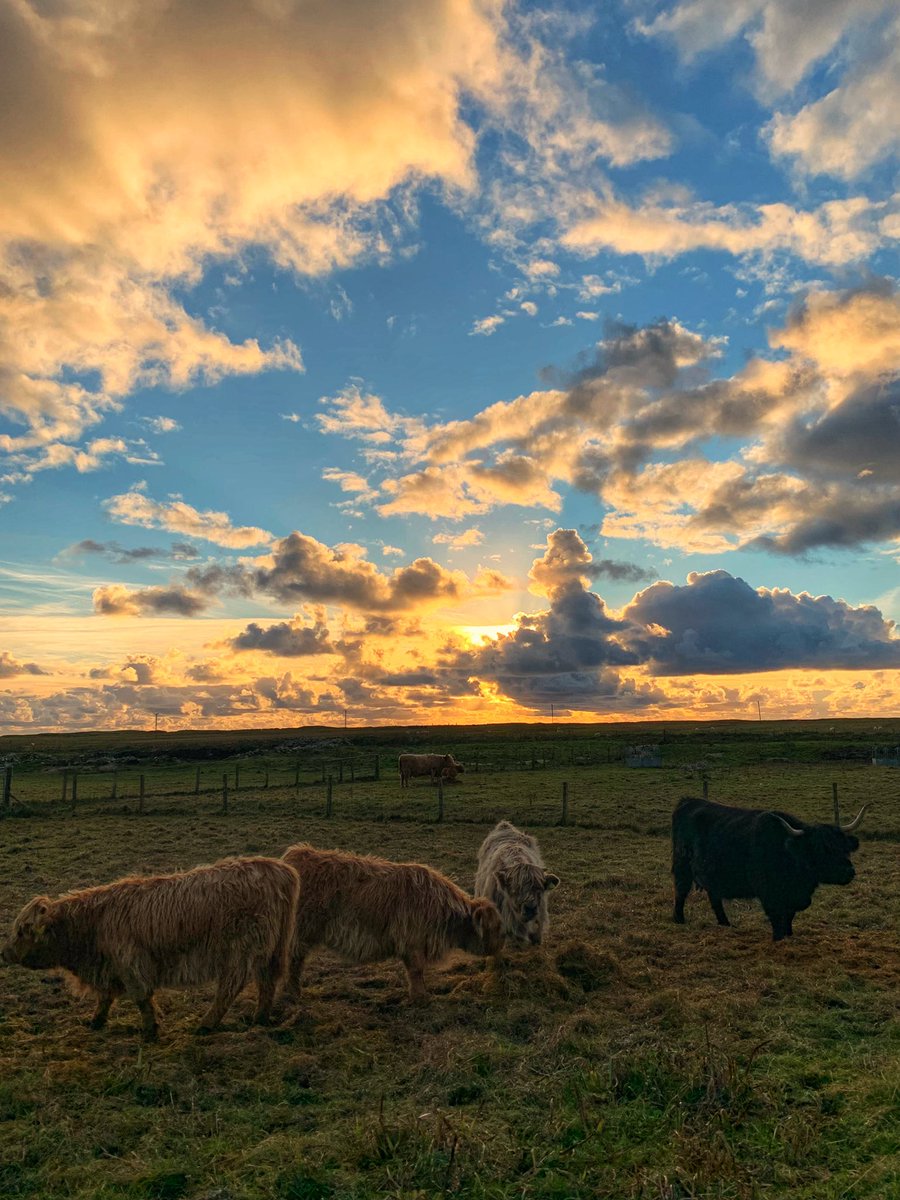 frenchscotjeff's tweet photo. Coo Coo

🐮✌️❣️

#Coosday #AutumnVibes #StormHour #jefinuist #outerhebrides #Scotland #sunset https://t.co/3jNNO3yoXS