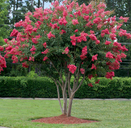 oncor's tweet photo. Don't miss out! Free trees are still available through Oncor's partnership with the Arbor Day Foundation! 

Trees planted in the right location can have an abundance of benefits 🌳

Reserve Your Tree Now ➡️ https://t.co/tWlDRvYlFU https://t.co/uPsvzzXVIu