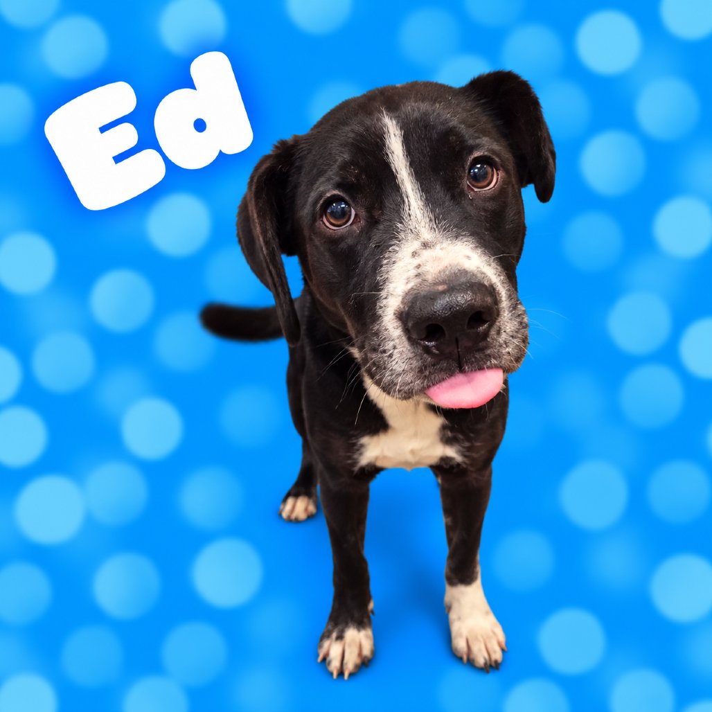 SaveMASDog's tweet photo. Extended once, still at risk. Ed (MAS-A-60523) is a young black and white boy, about 6 months, heartworm negative. Please adopt/foster by end of day TODAY (Thursday), rescues by 9 AM Friday. MAS@memphistn.gov (901) 636-1416 #MemphisDogs #AdoptMAS https://t.co/Ghuoljz9MZ