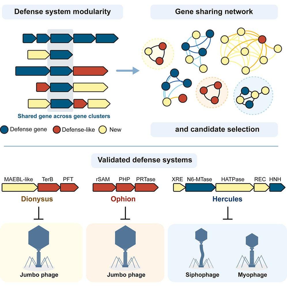 cellhostmicrobe's tweet photo. Discovering phage defense systems through modularity networks

Modular organization of bacterial immune systems is used to ID phage defense systems. 3 systems in P. aeruginosa reveal strategies against jumbo phages &amp; RM-like system w/additional components
https://t.co/Wfd4LlCkbW https://t.co/N9QfPBwKM1