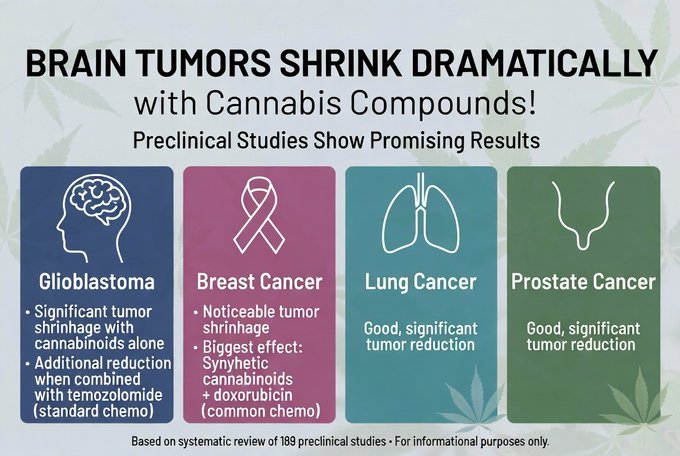 marclanders's tweet photo. Brain tumors shrink dramatically when treated with cannabis compounds!  

Glioblastoma (brain cancer): Cannabinoids alone worked very well – they significantly shrank tumors.

Adding them to the standard drug temozolomide also helped.  

Breast cancer: Cannabinoids reduced tumor size noticeably.  

Synthetic cannabinoids + doxorubicin (a common chemo drug): Showed the biggest tumor shrinkage in breast cancer models.  

Lung cancer and prostate cancer: Also showed good, significant tumor reduction.
https://t.co/vtOREBwKGA