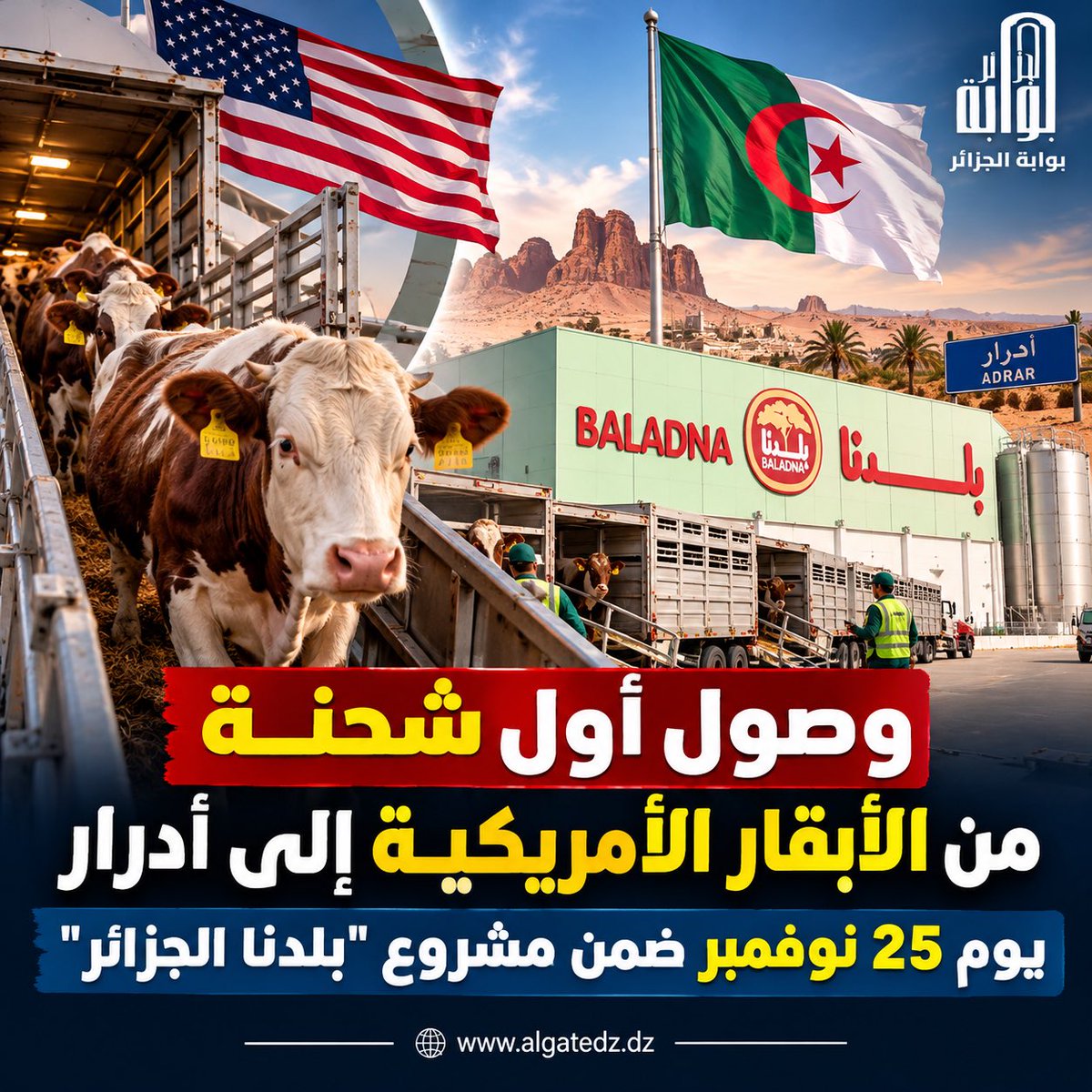 algatedz's tweet photo. 🚨 وصول أول شحنة من الأبقار الأمريكية 🇺🇸إلى أدرار الجزائرية 🇩🇿 يوم 25 نوفمبر ضمن مشروع «#بلدنا_الجزائر» لإنتاج الحليب المجفف.

🛑 وتأتي الشحنة ضمن برنامج يضم إجمالًا نحو 250 ألف رأس، في إطار الشراكة الجزائرية القطرية.

🛑 وستخضع الأبقار لفترة راحة صحية لمدة 36 ساعة قبل إدخالها إلى الحظيرة يوم 27 نوفمبر 2026.
#الجزائر