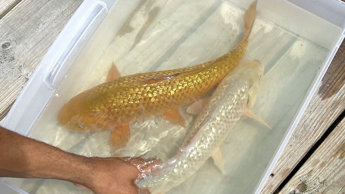 TheRealTapol's tweet photo. One of the rarest koi fish out there — a true 24k gold beauty, you don’t see fish like this every day #blub 🐠 https://t.co/SYsywBlI40