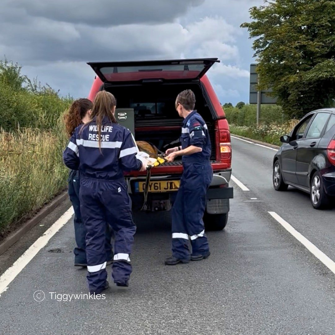 TiggywinklesUK's tweet photo. 🦌⚠️ As the clocks go back this weekend, please watch out for deer on the roads!
With the evenings getting darker earlier, deer can be harder to spot, especially at dusk &amp; dawn when they’re most active. 
Even a little extra care behind the wheel can make a life-saving difference. https://t.co/uI9WAHoMTV