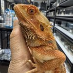 Photo by 爬虫類専門店ファインレプタイルズ (@FReptiles)
