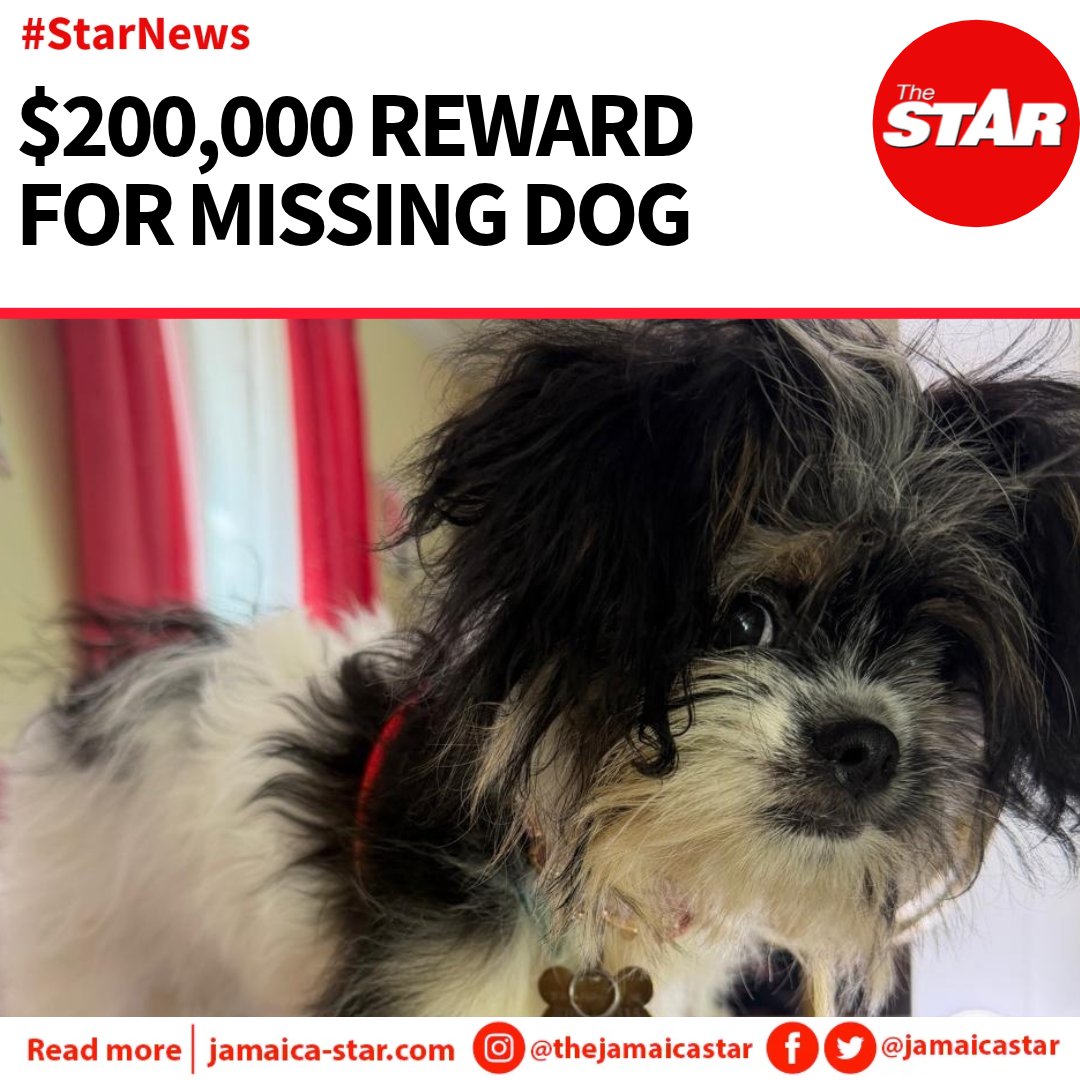 jamaicastar's tweet photo. #StarNews: A Kingston family is offering a $200,000 reward for the safe return of their beloved Shih Tzu poodle, Genuine, who vanished from her Old Stony Hill Road home on Monday, October 19.

READ MORE: https://t.co/jHRXeIkYYM https://t.co/g72Q3nRI2X