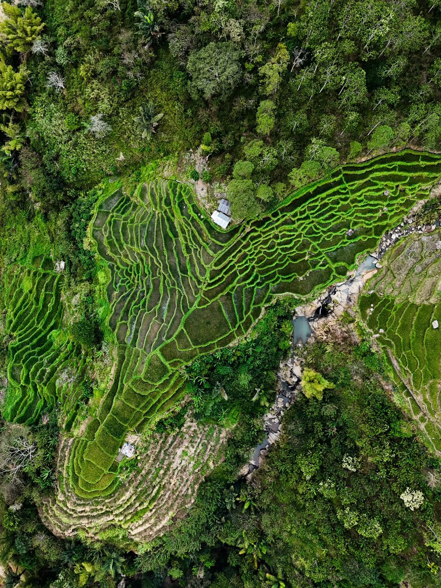 josiah26's tweet photo. Flores rice fields stretch across the landscape in timeless beauty. https://t.co/nAnyDZqSOp