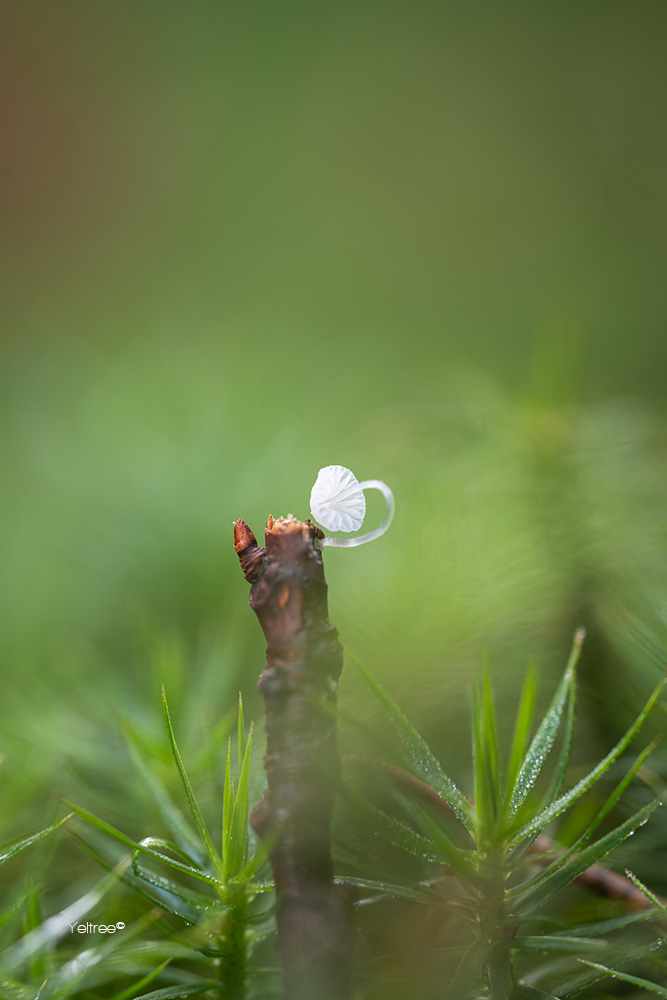 Yeltree's tweet photo. Mushrooms have something magical about them. 🍄✨
At only about 2 mm in size, this is probably the smallest mushroom I have ever had in front of my lens. #macrophotography #macrophoto #macroshots #mushrooms #fungiphotography #naturephotography #macro_captures https://t.co/hlj4QJHgGv