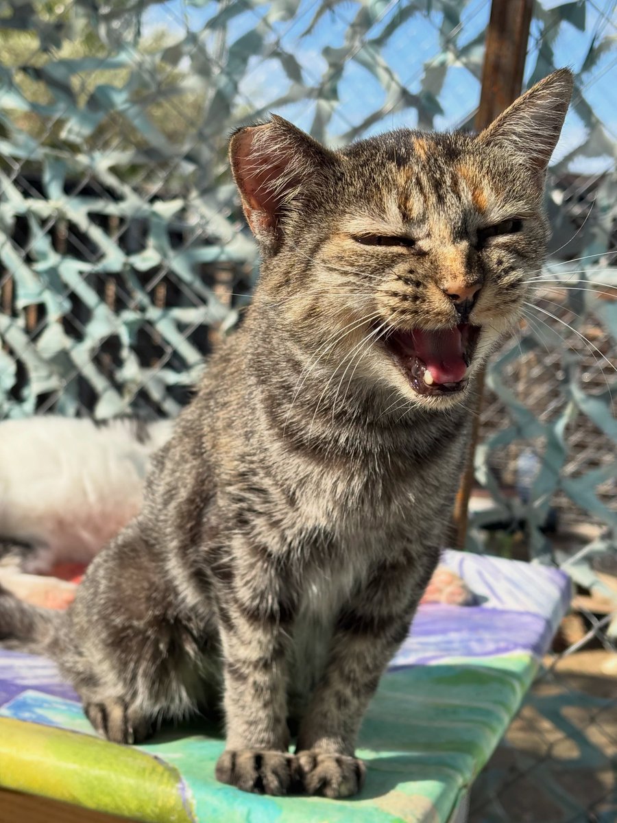 SosAbuelos1's tweet photo. #MADRID
#KIRA tiene 8 años. Es una gatita muy tierna que, cuando llegan los voluntarios, va a su encuentro en busca de una caricia y por si cae algún churu.

Nos tiene a todos enamorados con esos ojitos y ese maullido tan encantador

Contacto: amigosdesam@gmail.com https://t.co/O7I4TGwXnM