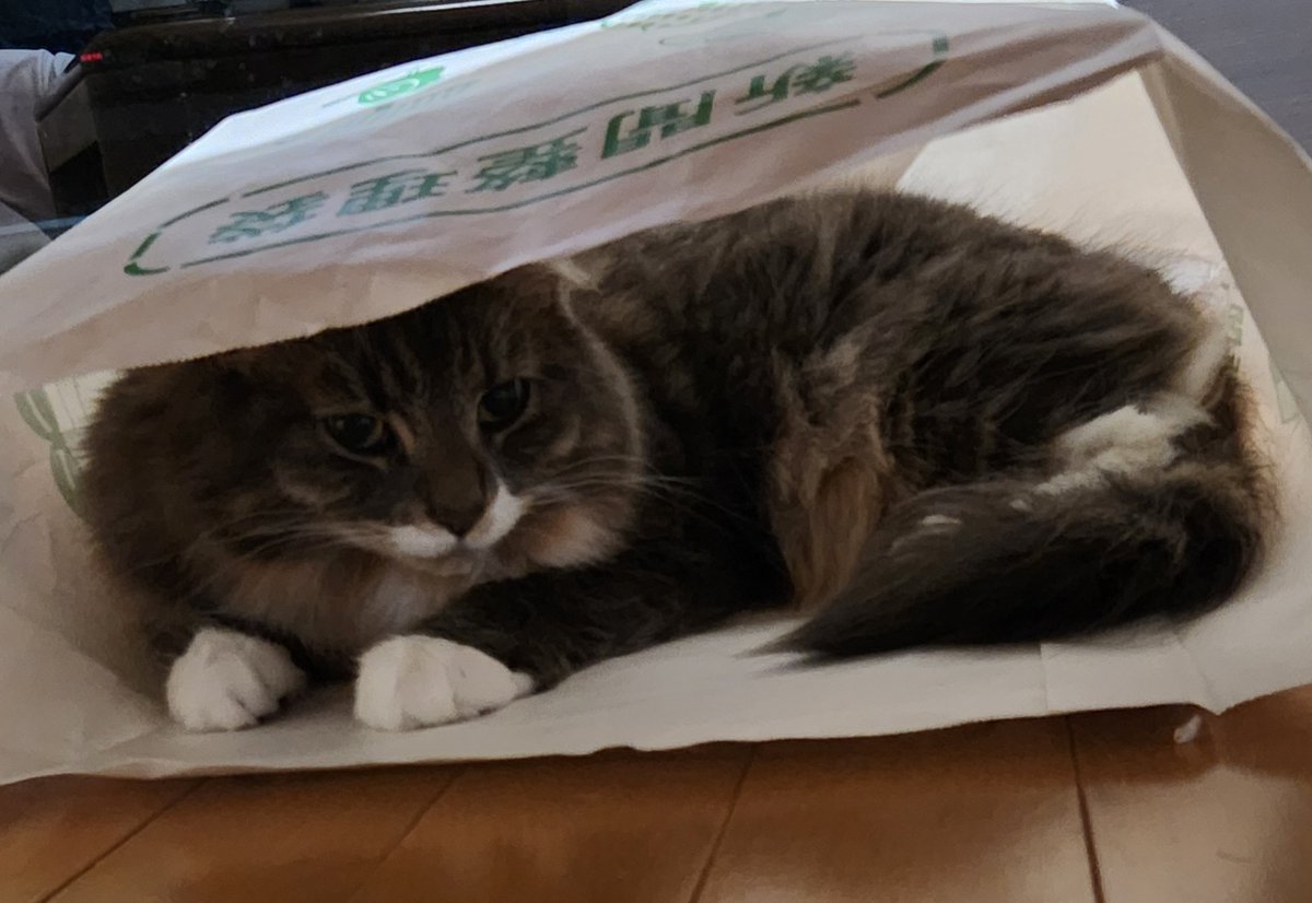 megchama0228's tweet photo. うちの袋入り娘
#ノルウェージャンフォレストキャット
#箱・袋に入りたい猫 https://t.co/NoMwArYlDp