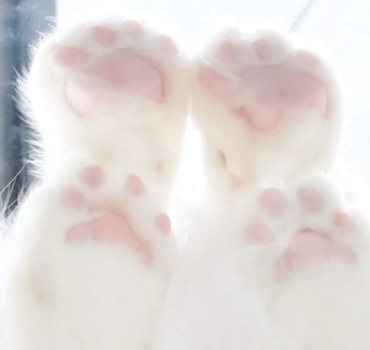 _angelickitty's tweet photo. https://t.co/0VsFIwq8p1