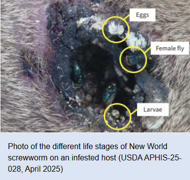 WomanDefiner's tweet photo. Everyone involved with the migrant caravans need to see prison at the very least. This is completely unacceptable and has undone almost a 100 years of work that saved the lives of people and animals. 

It's a ecological and economic catastrophe. Below is a photo of what these things do. They open gaping wounds that keep attracting more and more flies.