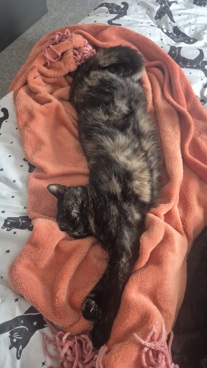 ProbablyTilly's tweet photo. A collection of Crumble's most recent sleeping poses for your viewing pleasure https://t.co/OX6S5k05nG