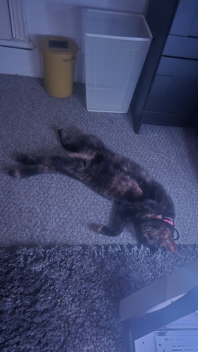 ProbablyTilly's tweet photo. I have many of these, she sleeps like an idiot https://t.co/TZpCpjlaPj
