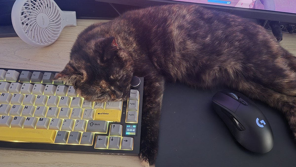 ProbablyTilly's tweet photo. I have many of these, she sleeps like an idiot https://t.co/TZpCpjlaPj