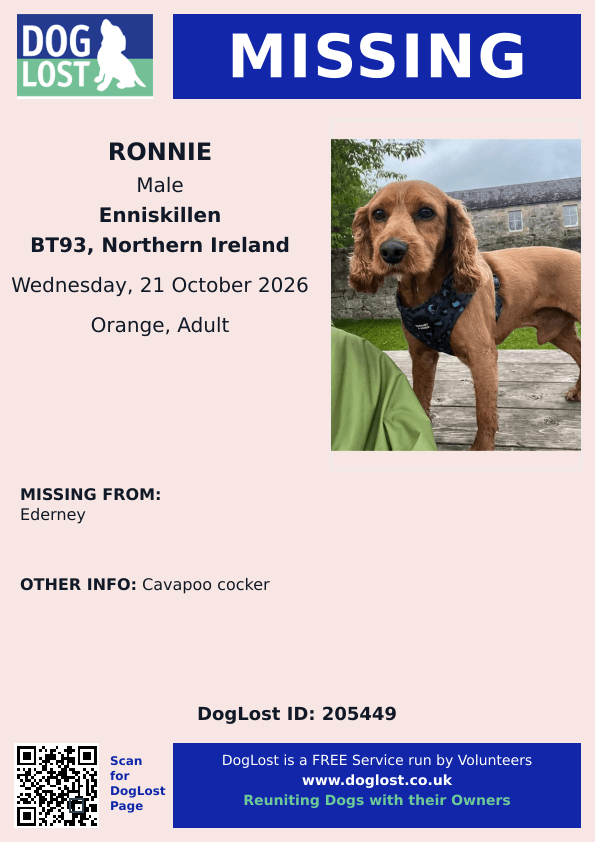 millypod1's tweet photo. 🆘21 OCT 2026 #Lost Ronnie #ScanMe
Caverpoo Cocker  Male
#Ederney #Fermanagh #BT93 
#Enniskillen #CountyFermanagh #BT93
#NorthernIreland https://t.co/3EiES8tzo5 https://t.co/q1gCPd1lIg