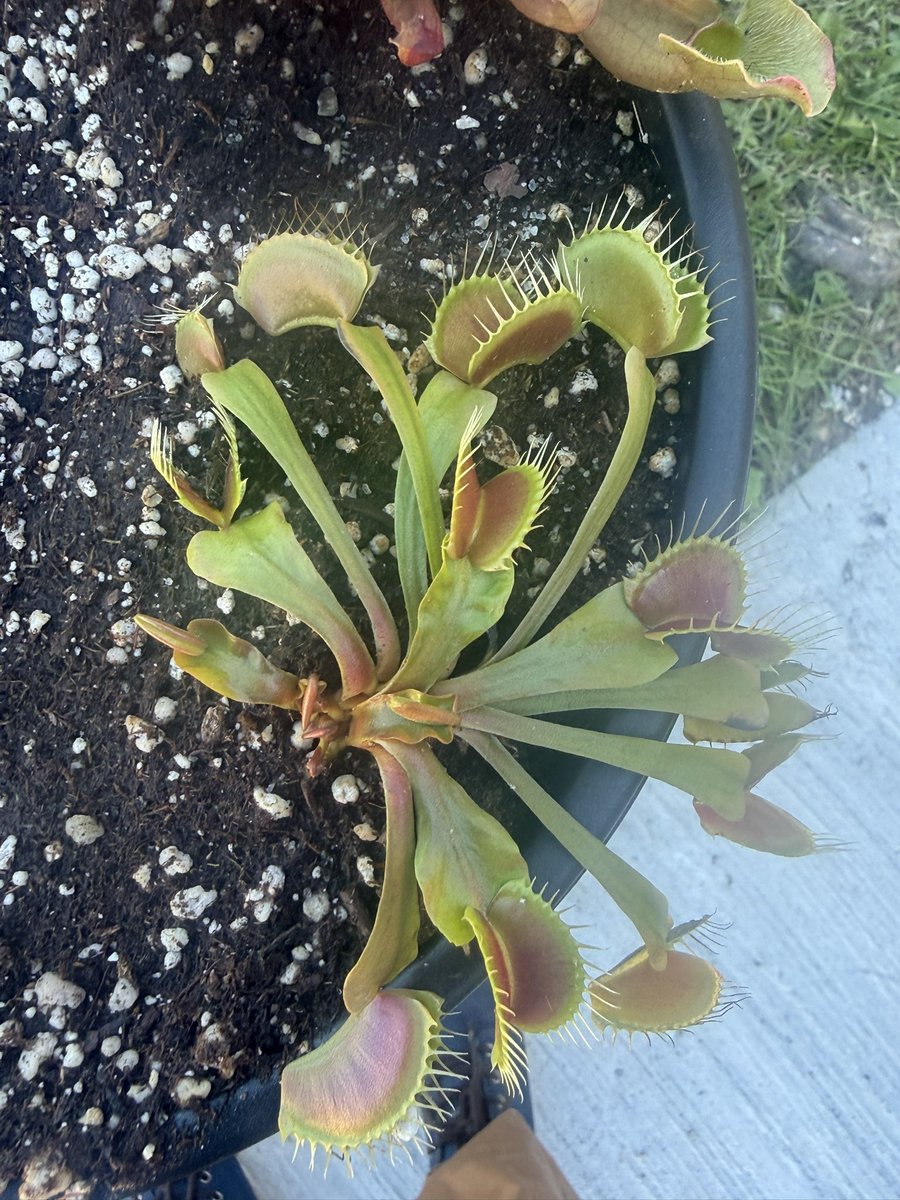 NeoKingAdonis's tweet photo. This outside sun has been doing its thing. Dormancy soon!
#CarnivorousPlants #VenusFlytrap #Sarracenia #PitcherPlant #CarnivorousPlantCare https://t.co/UsN3ap5vGU