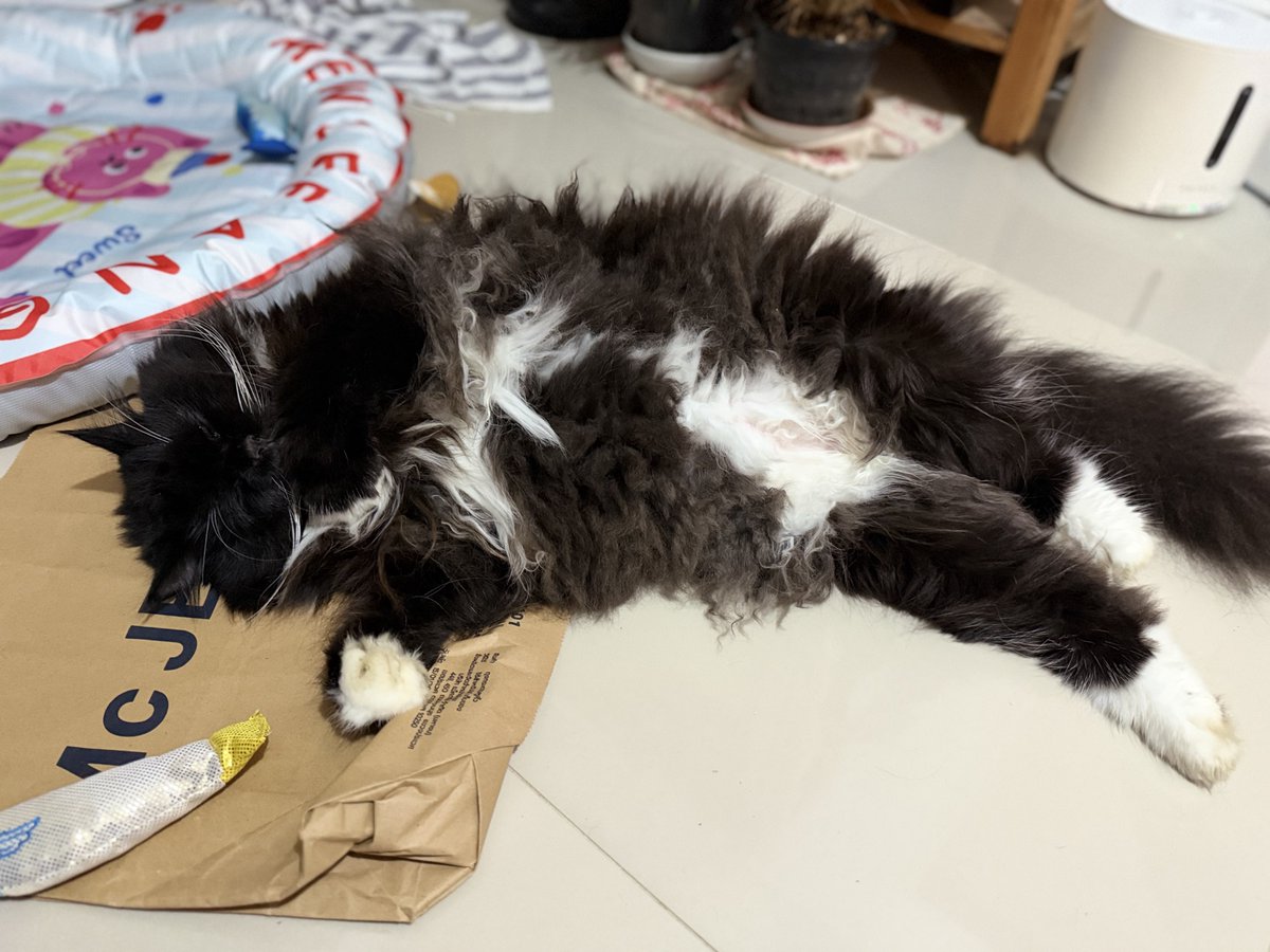 SunaOnne's tweet photo. นอนเป็นก้อน… ก้อนขนยักษ์ https://t.co/4Na7C3gDZT