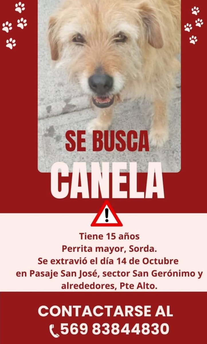 eltuitdemarsh's tweet photo. ¿Ayudamos difundiendo a Canela para que se reencuentre con su familia?
#PuenteAlto https://t.co/sO8EH1SWPn