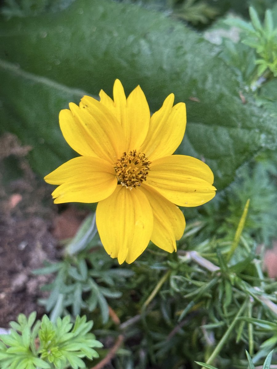 funnyson30's tweet photo. Florale Donnerstagsgrüße #Oktober #Flora https://t.co/MiApOLd847