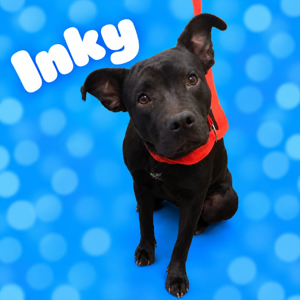 SaveMASDog's tweet photo. Inky is still waiting. MAS-A-60430, a 2-year-old black girl, heartworm negative, urgent since Oct 17. Don't let her be overlooked again: adopt/foster by end of day TODAY (Thursday), rescues by 9 AM Friday. MAS@memphistn.gov (901) 636-1416 #MemphisDogs #AdoptMAS https://t.co/tKaVs3aooD