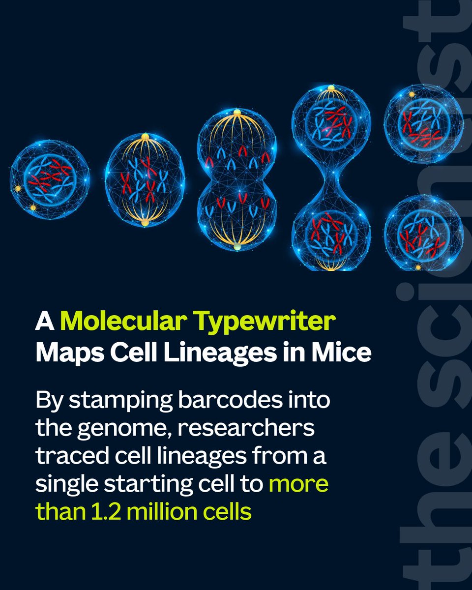AllenInstitute's tweet photo. Imagine if every cell division could leave a timestamped barcode in the genome. That’s DNA Typewriter, which just traced the largest cell family tree to date.

Laura Tran, PhD reports for @TheScientistLLC: https://t.co/EyKk8622Nf https://t.co/uz1EtBFaCm