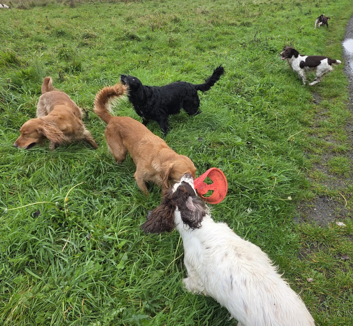 SpringerSaint's tweet photo. More Frisbee fun - until Iona decided it was game over 😂 https://t.co/d4JQGnS5Xi