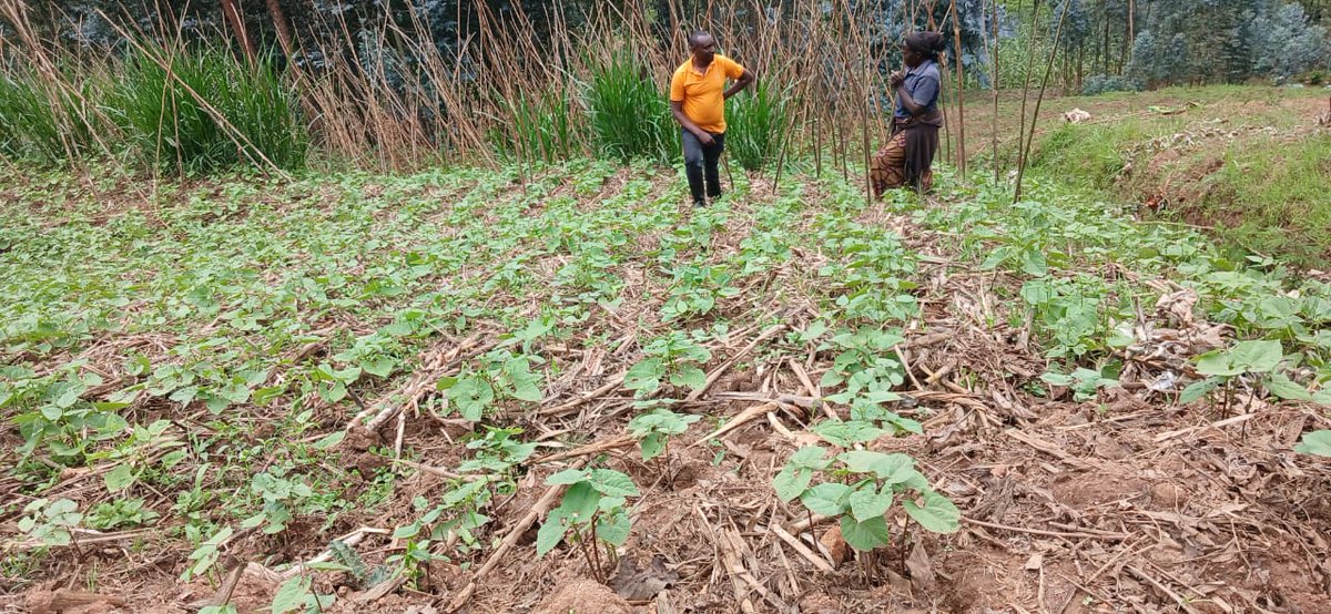 DuhamicAdri's tweet photo. Through the SFERE Project (Sustainable Forestry and Efficient Renewable Energy for Improved Livelihoods), community awareness campaigns are underway in Rubavu and Rutsiro Districts to promote the adoption of Climate-Smart Agriculture (CSA) practices. 

These campaigns followed the review meeting for SFERE partners held in Musanze to discuss on the project implementation status. 

Demonstration plots of maize and beans featuring adapted CSA practices are raising farmers’ hopes for a promising harvest. 🌱🌽

The SFERE Project is implemented in partnership with the Luxembourg Development Cooperation Agency, @LuxDev_HQ @RwandaAgriBoard @RwandaAgri