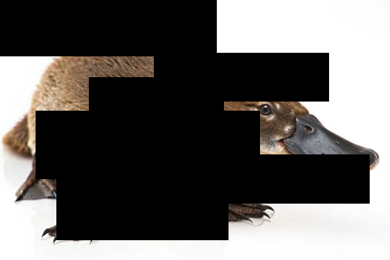 HypeDrop's tweet photo. For $100 can you guess the animal? https://t.co/yBkqAfOdju