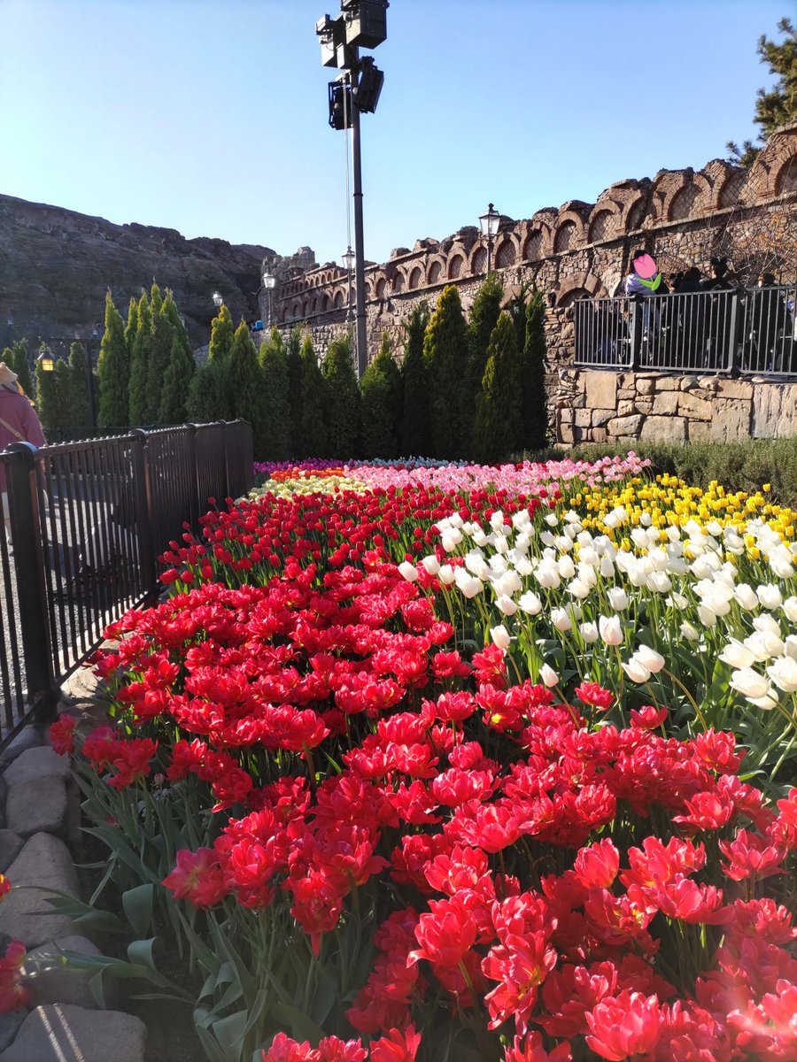 dona_daisy21's tweet photo. ディズニーの植物といえば寒い冬の時期に春が来たように暖かく感じられるザンビ前のチューリップ花壇✨🌷✨
目立たないけどアドベンチャーランドとウエスタンランドの間の滝の下にこっそり咲いているハイビスカス✨🌺✨
どちらも大好きです😊🩷 https://t.co/KvBqKlzY6T