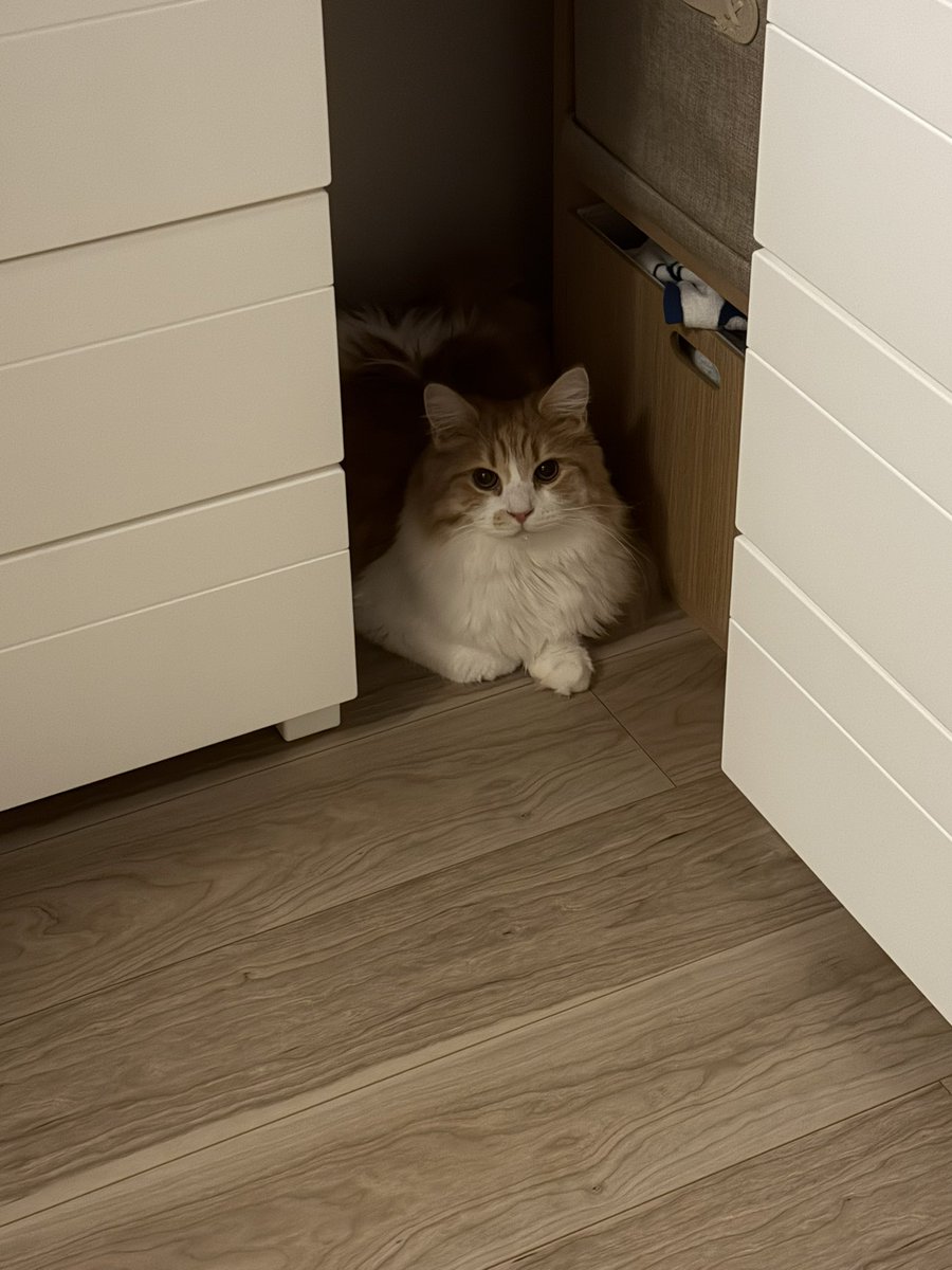 chachasoramaru's tweet photo. ｵﾁﾘに💩つけて歩くので
ｵﾁﾘ毛カットしたら信頼もカット🥺

🐱ﾅﾝﾃｺﾄｽﾙﾆｬ..... https://t.co/CIIvmKGCaG