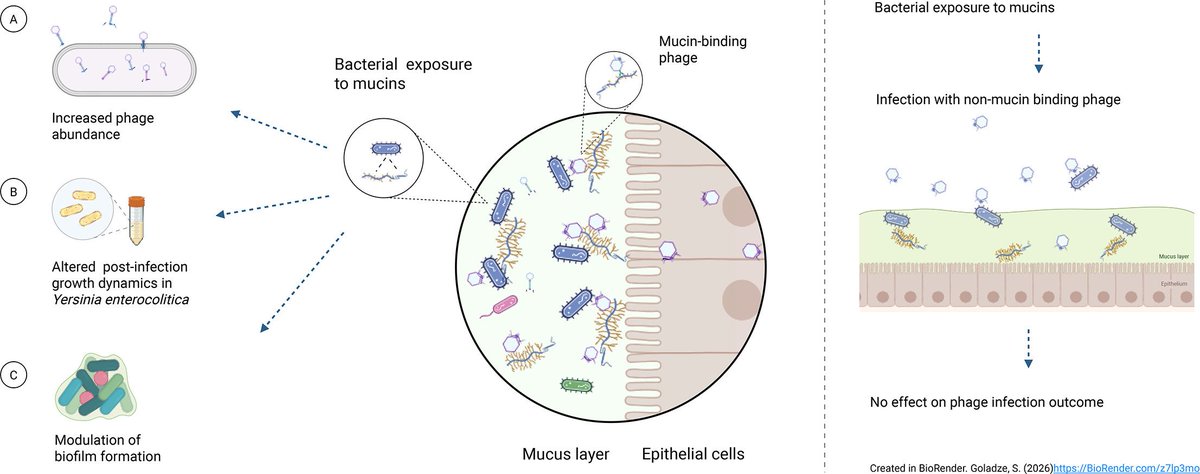 MicrobesInfect's tweet photo. Mucin modulates phage infection dynamics and biofilm formation in enteropathogenic Yersinia enterocolitica.

#Mucin boosts #phage growth and limits #biofilms in pathogenic #Yersinia enterocolitica.

https://t.co/d7ph24Wh2Q #OpenAccess #bacteriophage https://t.co/sZXNvXdwbS