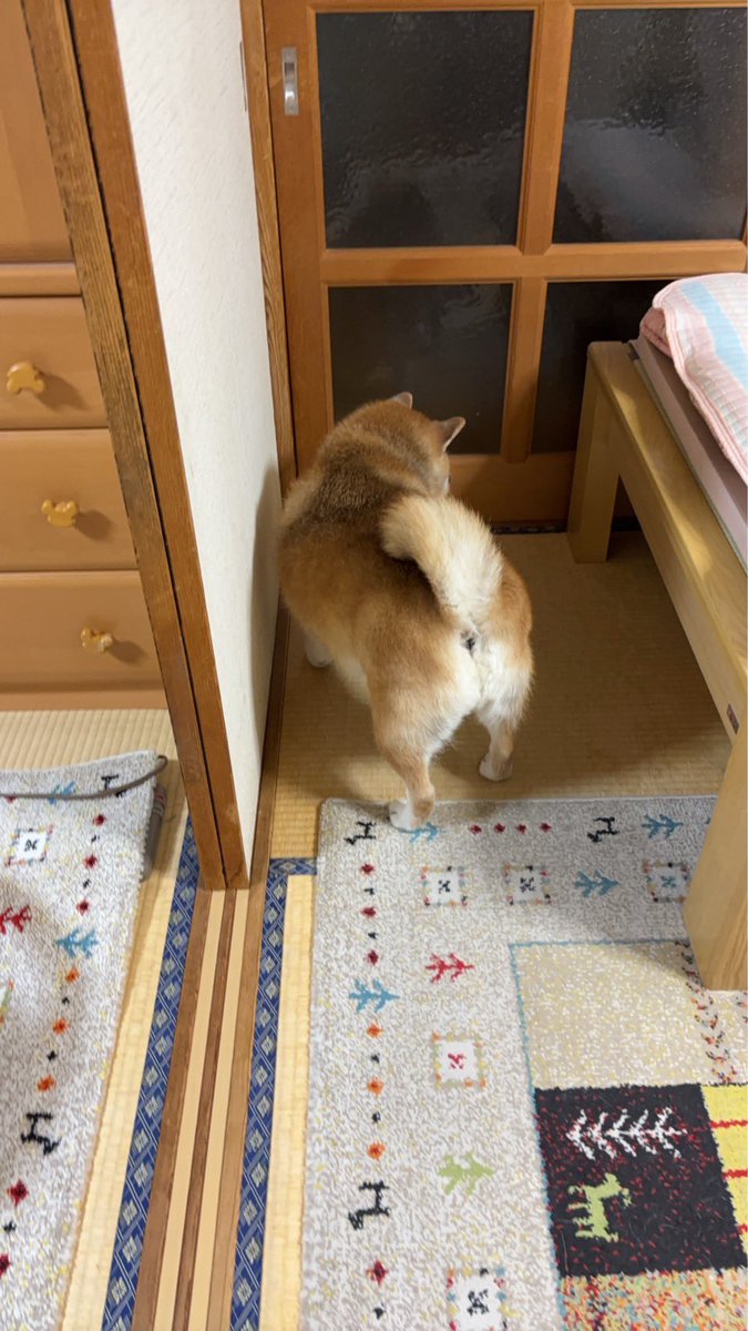 mantikotiko's tweet photo. #柴犬 #デブ https://t.co/fLZhmGZ6HW