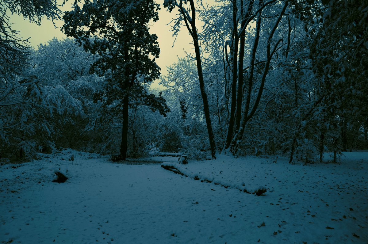 zosphotos's tweet photo. Snowy morning in blue https://t.co/lEnJvMQ0cN