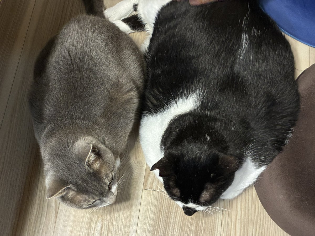 rimel3179's tweet photo. ←4kg        9.3kg→ https://t.co/9ZoX6BCSoz