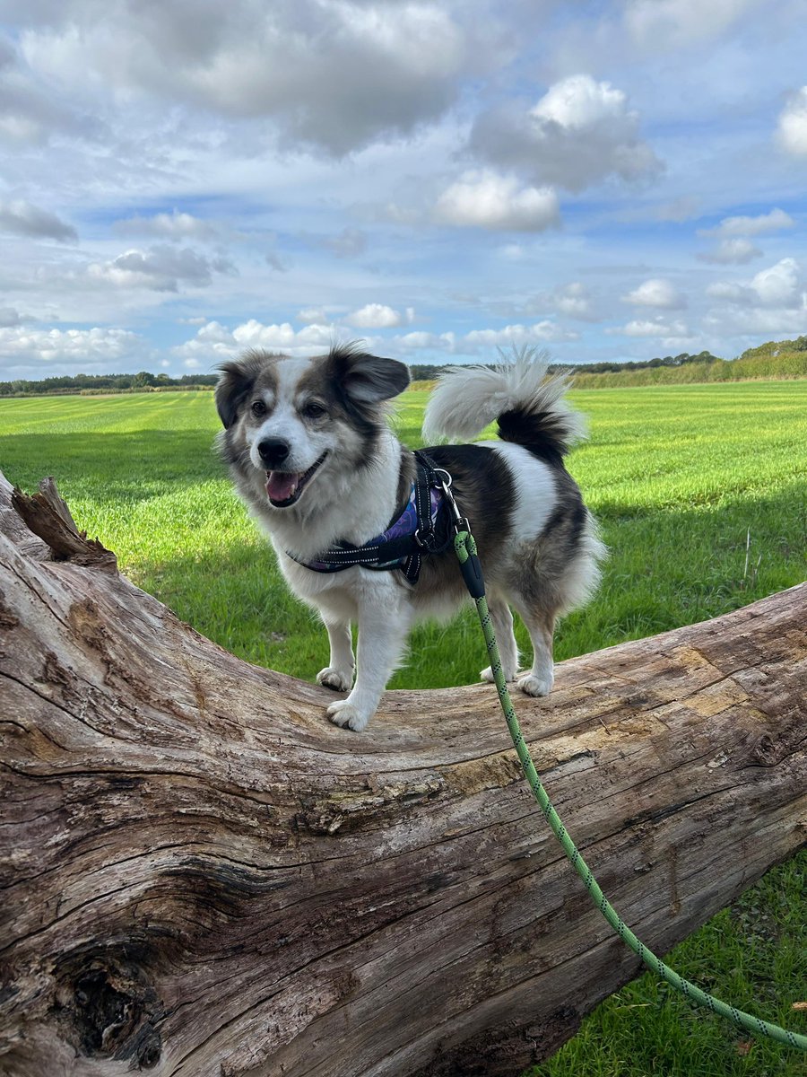 NiallHarbison's tweet photo. Little Super Mario came into us after being beaten black and blue by a man high on drugs. 

It took us a while to build him back up but he doesn’t even have any mental scars now. 

Look at him today in England. So perfect, fluffy and cute. An English gentleman ❤️ https://t.co/ZwqGkXNwa6