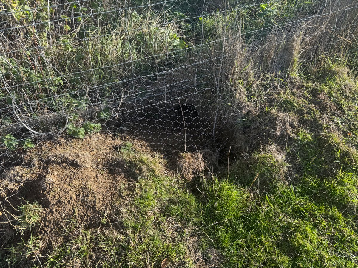 PrivacyMatters's tweet photo. @LisaForteUK When I think of cyber security I often think of the ‘rabbit proof fences’ 😂protecting a local Iron Age hill fort … it’s a good example of knowing the threats and the threat actor … cos, determined adversary is gonna find the weak spots https://t.co/CB46iDDIN6