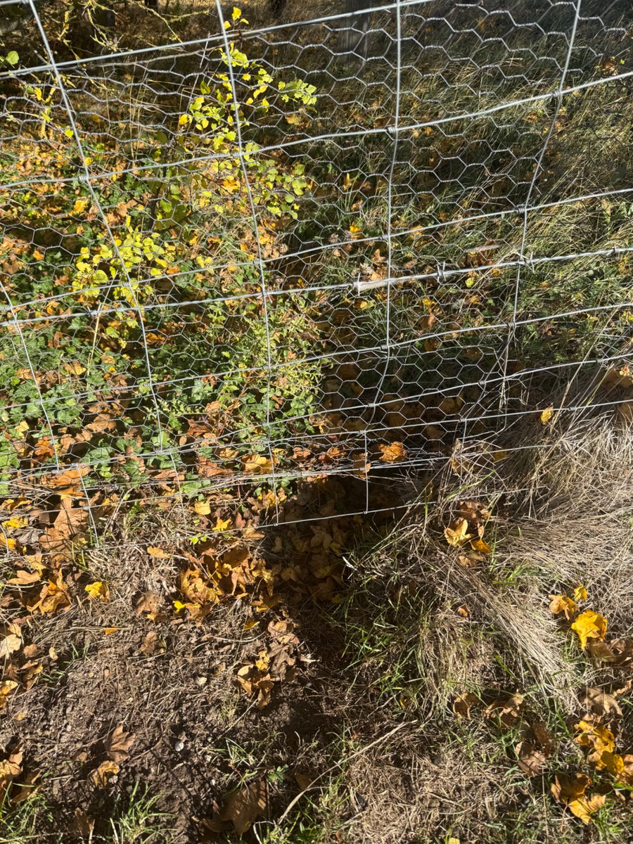 PrivacyMatters's tweet photo. @LisaForteUK When I think of cyber security I often think of the ‘rabbit proof fences’ 😂protecting a local Iron Age hill fort … it’s a good example of knowing the threats and the threat actor … cos, determined adversary is gonna find the weak spots https://t.co/CB46iDDIN6