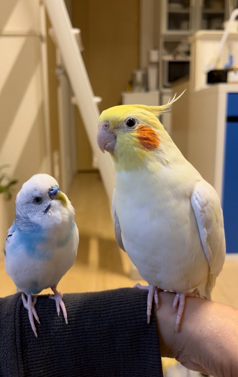KoMittuu tweet picture