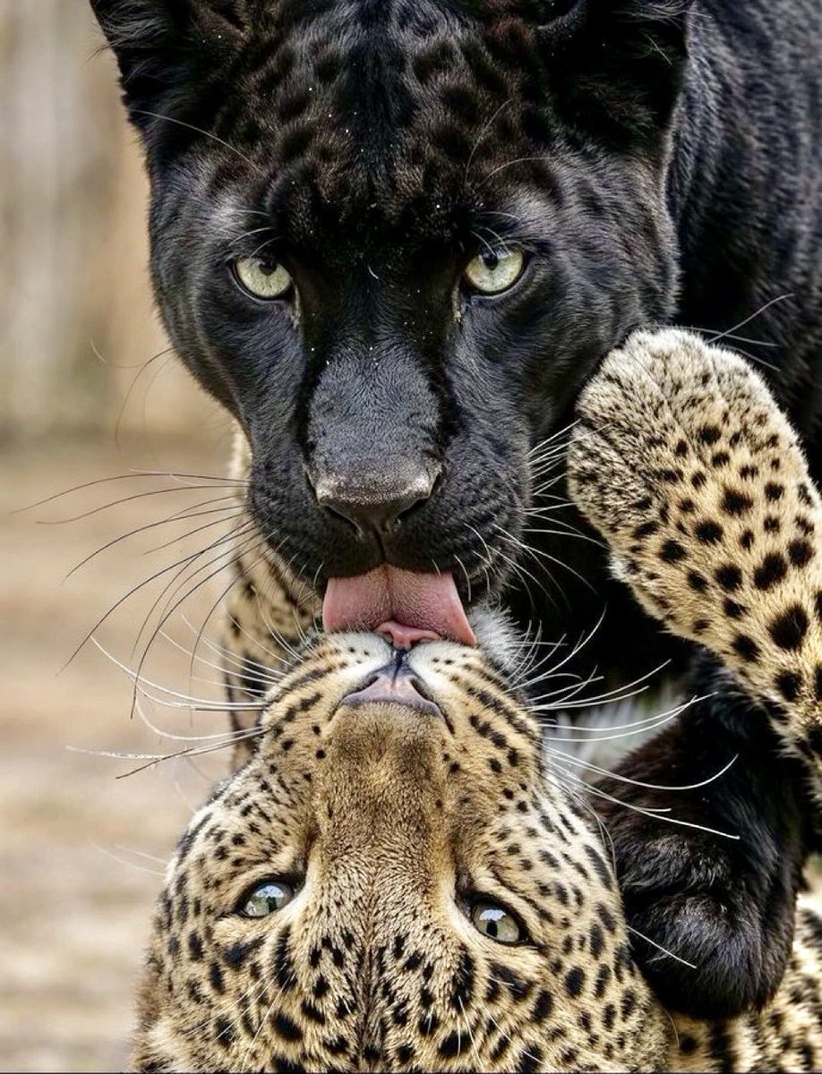 asmrmee's tweet photo. https://t.co/Hxo4lDp6ey